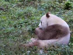 Qi Zai, Panda Cokelat Langka yang Menarik Perhatian Dunia