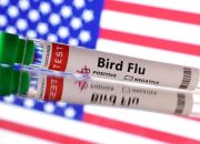 H5N1 Serang Unggas Filipina, Biosekuriti Jadi Sorotan
